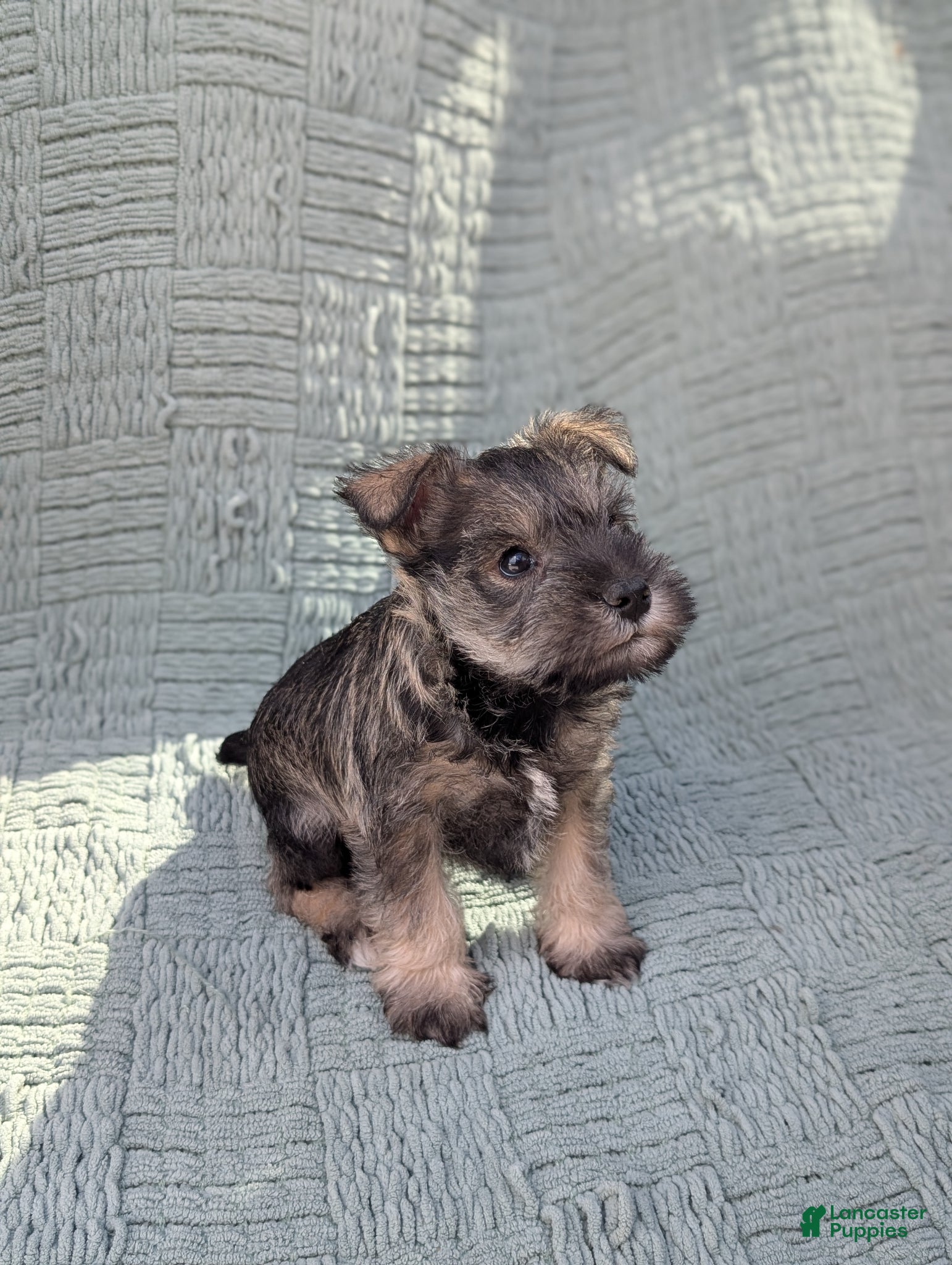 Miniature Schnauzer dogs AKC Elvis  - Ad 2