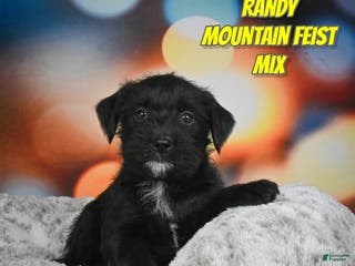 Mixed Breed dogs Randy - Ad 1