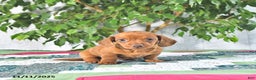 Miniature Dachshund dogs for sale: Andy - Ad 2