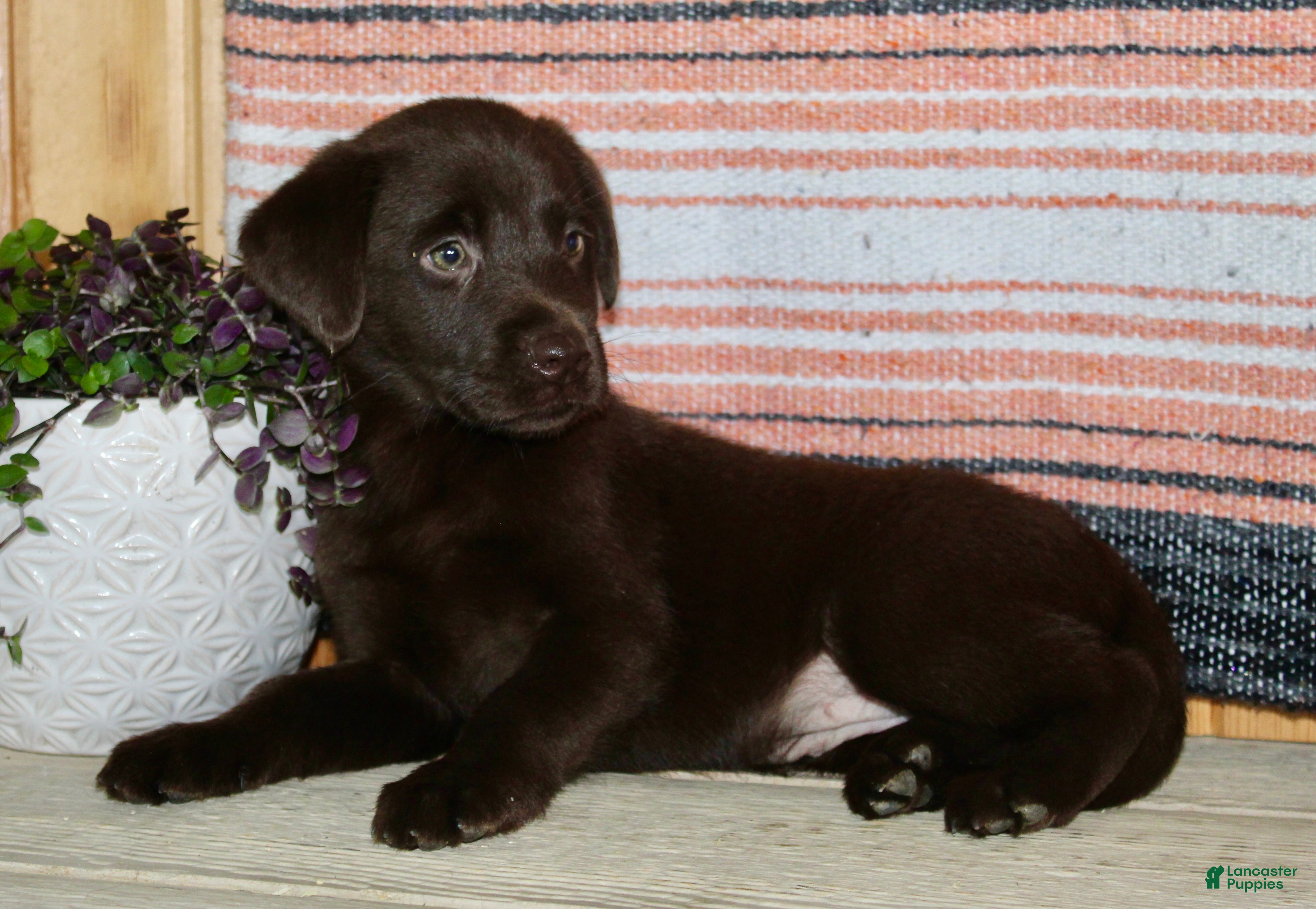 Labrador Retriever dogs Cloe  - Ad 2