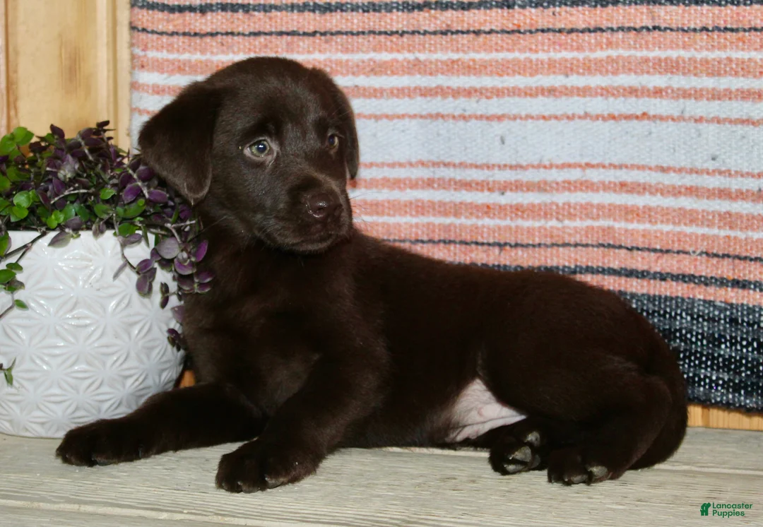 Labrador Retriever dogs for sale: Cloe  - Ad 2