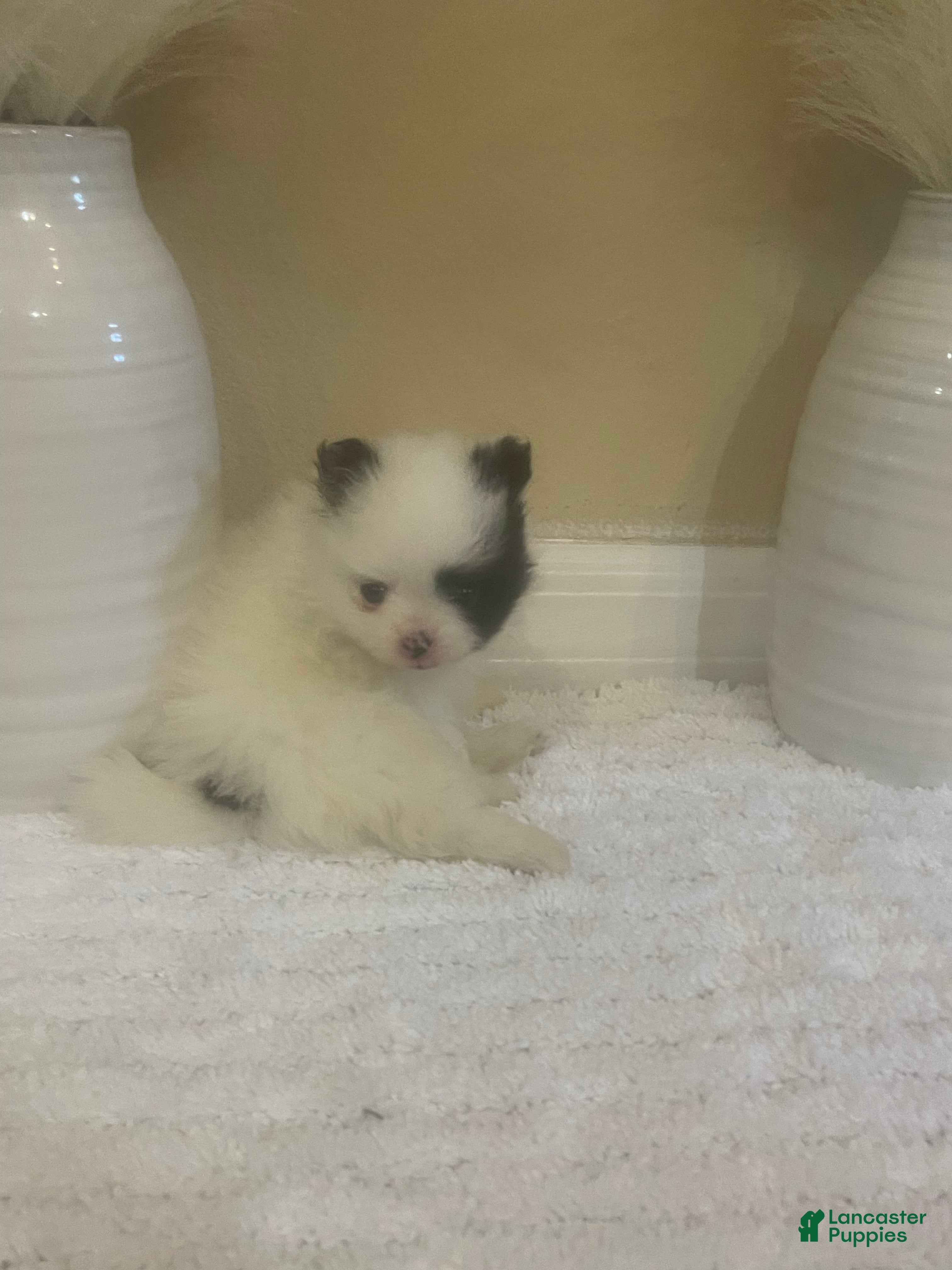 Pomeranian dogs for sale: Pomeranian 3 - Ad 3