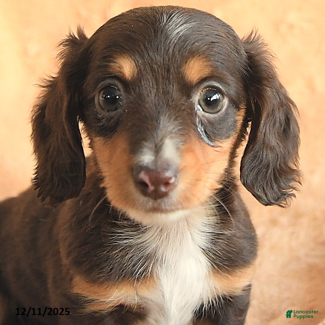 Miniature Dachshund dogs for sale: Sugarplum - Ad 3