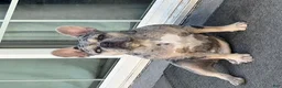 French Bulldog dogs for sale: Coco - Ad 3