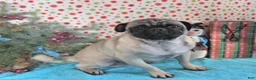 Puggle dogs for sale: Taffy - Ad 7