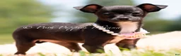 Chihuahua dogs for sale: Starry - Ad 1