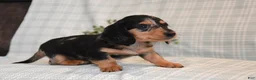 Miniature Dachshund dogs for sale: Beauty - Ad 3