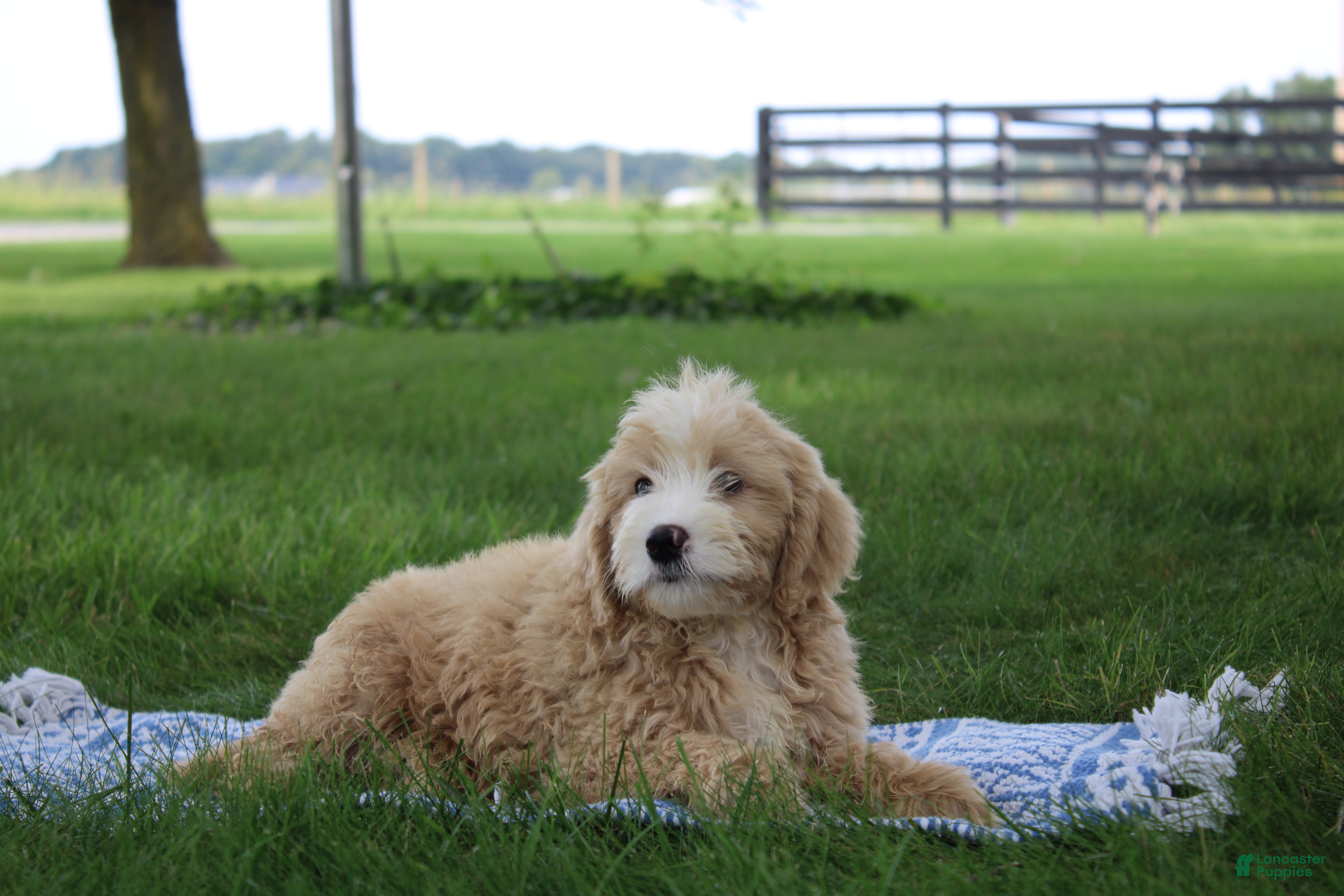 Mini Goldendoodle dogs Vinnie - Ad 2
