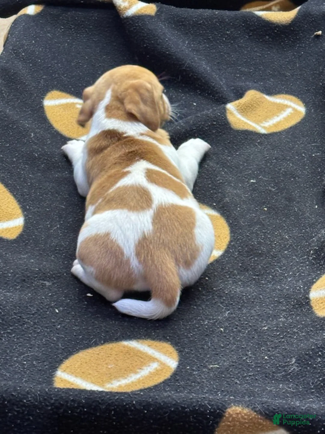 Jack Russell Terrier dogs for sale: Jack Russell Terrier Male 1 - Ad 2