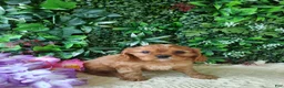Cavalier King Charles Spaniel dogs for sale: Belle - Ad 6