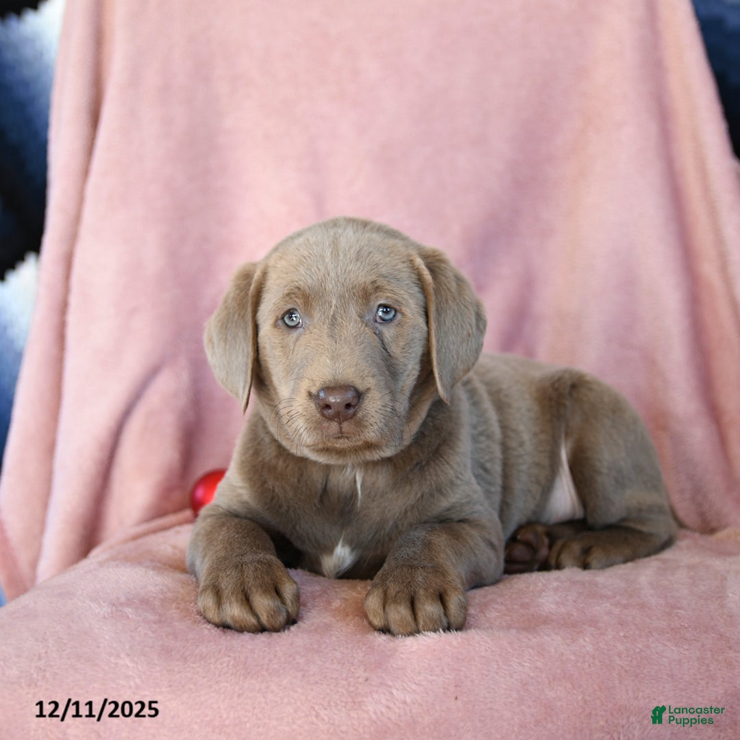 Labrador Retriever dogs for sale: Alex - Ad 3