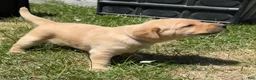 Labrador Retriever dogs for sale: Blue Collar Puppy 5 - Ad 2