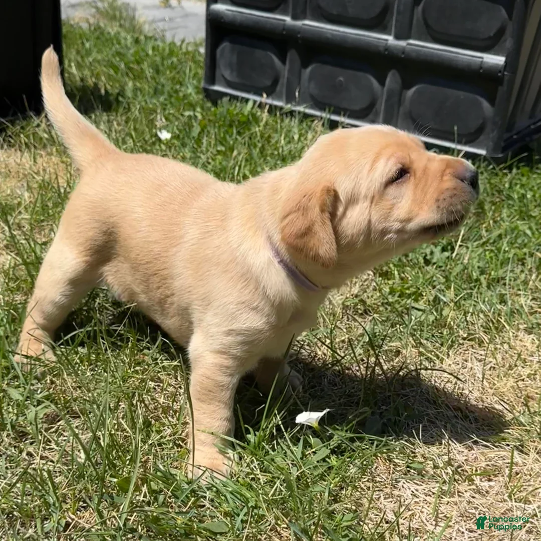 Labrador Retriever dogs for sale: Blue Collar Puppy 5 - Ad 2
