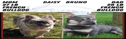 French Bulldog dogs for sale: Tessa - Ad 11