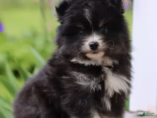 Pomsky dogs for sale: Max - Ad 1