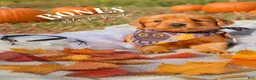 Golden Retriever dogs for sale: Golden Retriever 1 - Ad 4