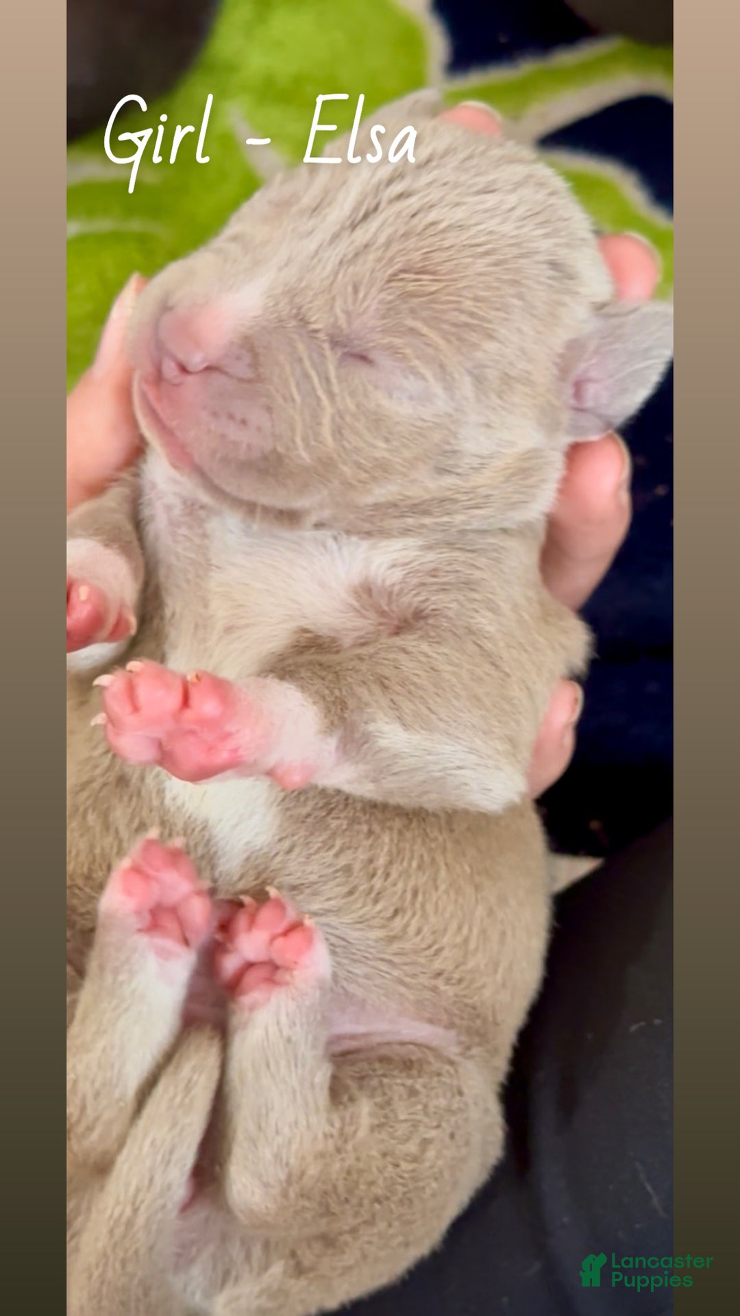 Mixed Breed dogs for sale: Elsa - Ad 3