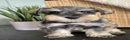 Miniature Schnauzer dogs for sale: Ruby - Ad 10