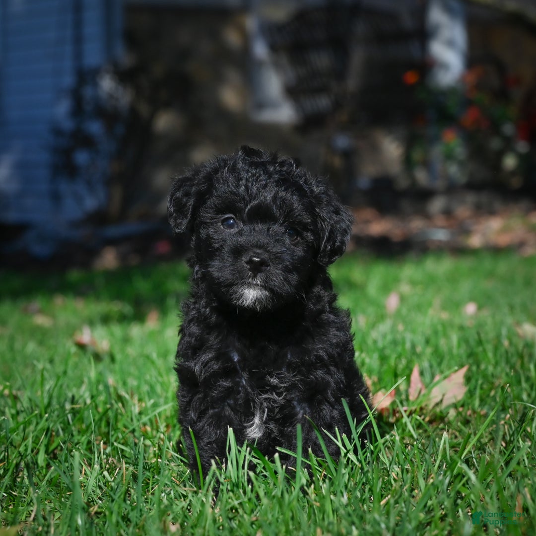 Yorkiepoo dogs for sale: Carol - Ad 1