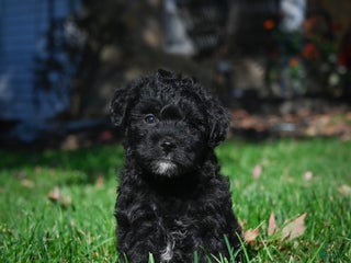 Yorkiepoo dogs Carol - Ad 15