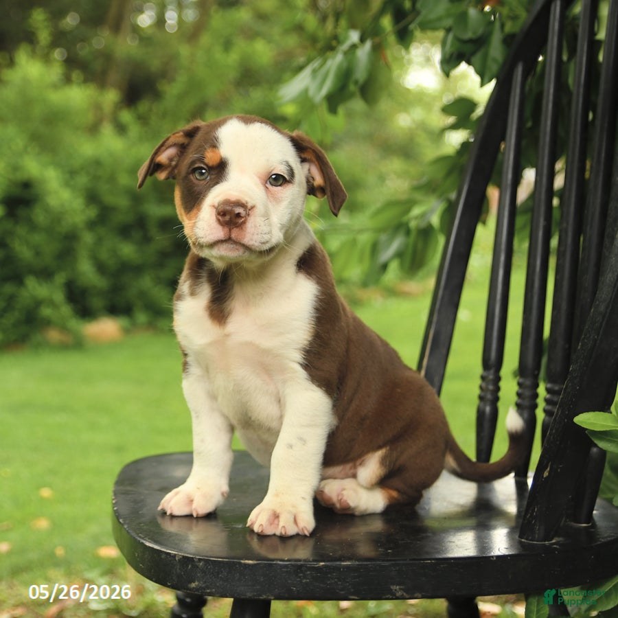 Mixed Breed dogs Madison - Ad 2