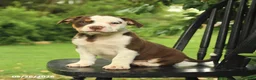Mixed Breed dogs for sale: Madison - Ad 2