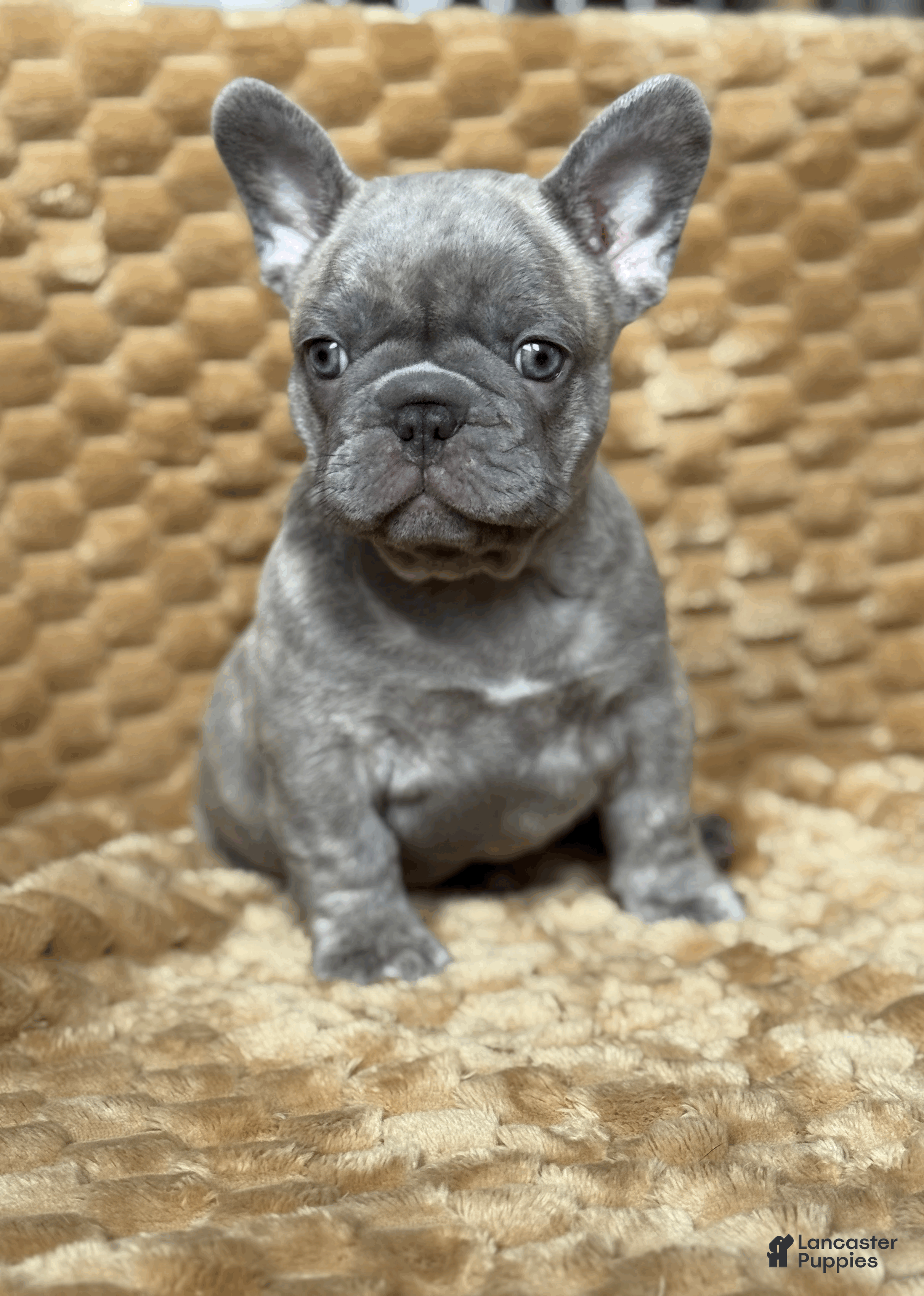 French Bulldog dogs Cooper - Ad 19