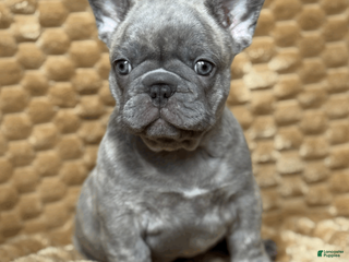 French Bulldog dogs Cooper - Ad 19