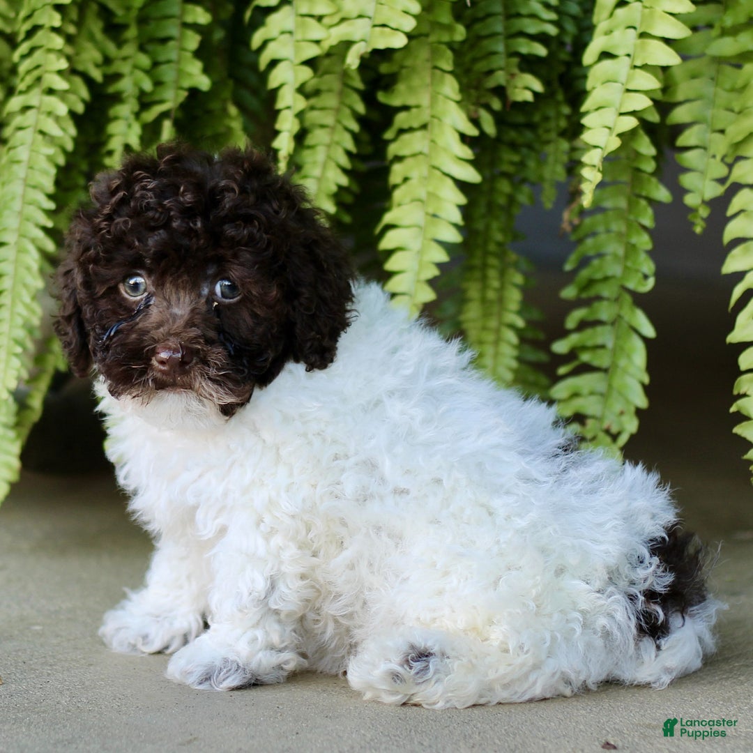 Shihpoo dogs for sale: Petey  - Ad 2