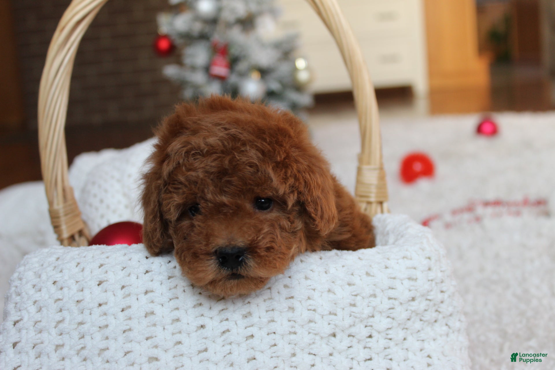 Toy Poodle dogs Connor - Ad 28