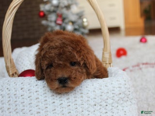 Toy Poodle dogs Connor - Ad 1
