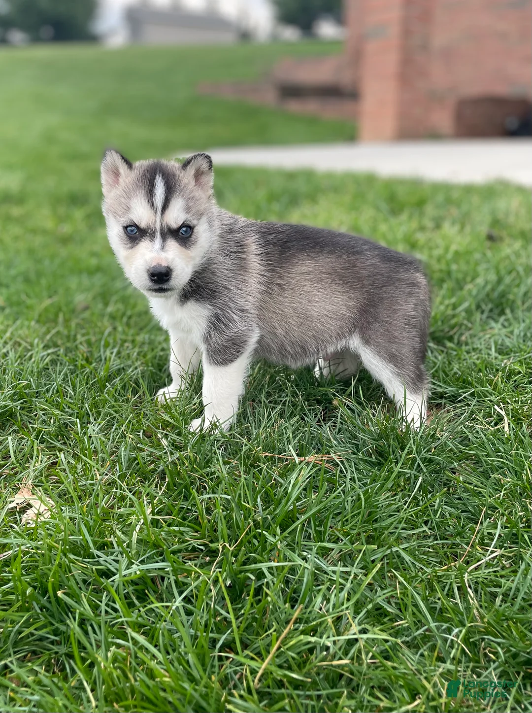 Gerberian Shepsky dogs for sale: Zeus - Ad 3