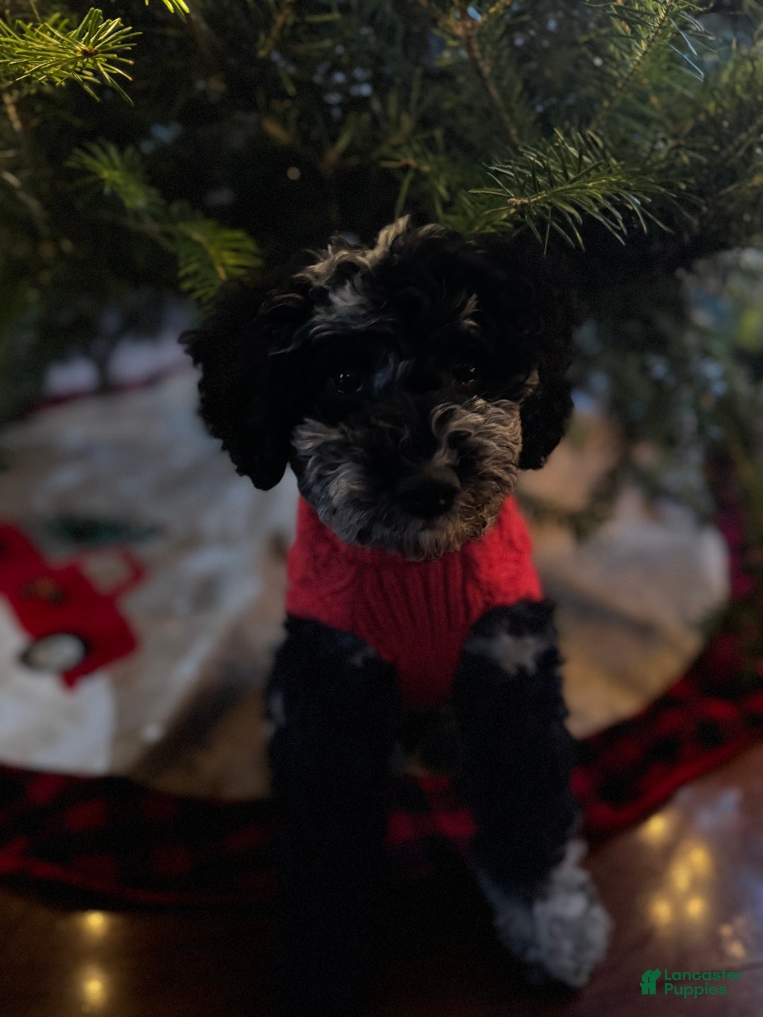 Miniature Poodle dogs for sale: Blu - Ad 6