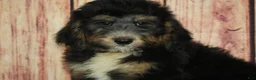 Bernedoodle dogs for sale: Garth F1 - Ad 2