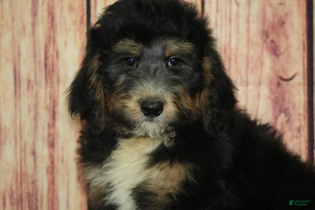 Bernedoodle dogs for sale: Garth F1 - Ad 2