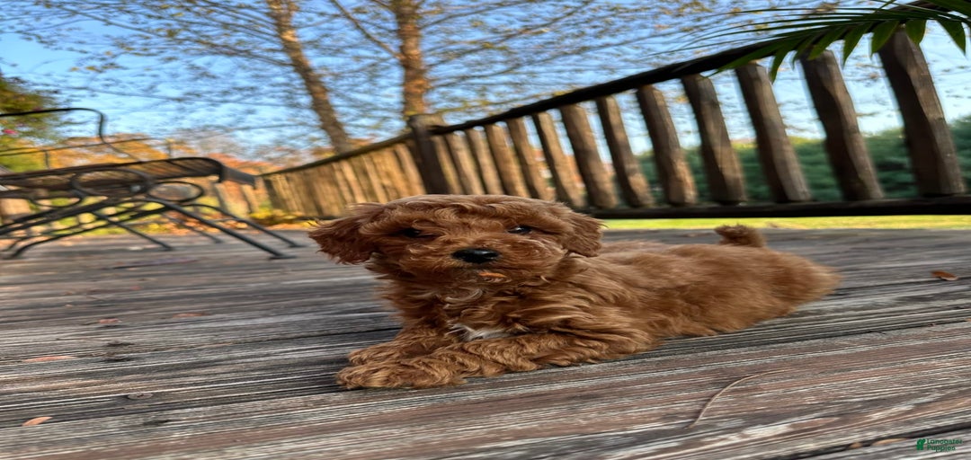 Gallery Image {{count}}