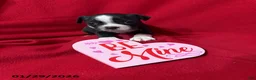Boston Terrier dogs for sale: Honey - Ad 1