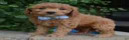 Mini Goldendoodle dogs for sale: Mini Ginger - Ad 1
