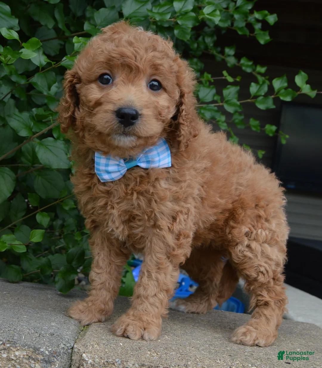 Mini Goldendoodle dogs for sale: Mini Ginger - Ad 1