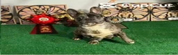 French Bulldog dogs for sale: French Bulldog 1 - Ad 9