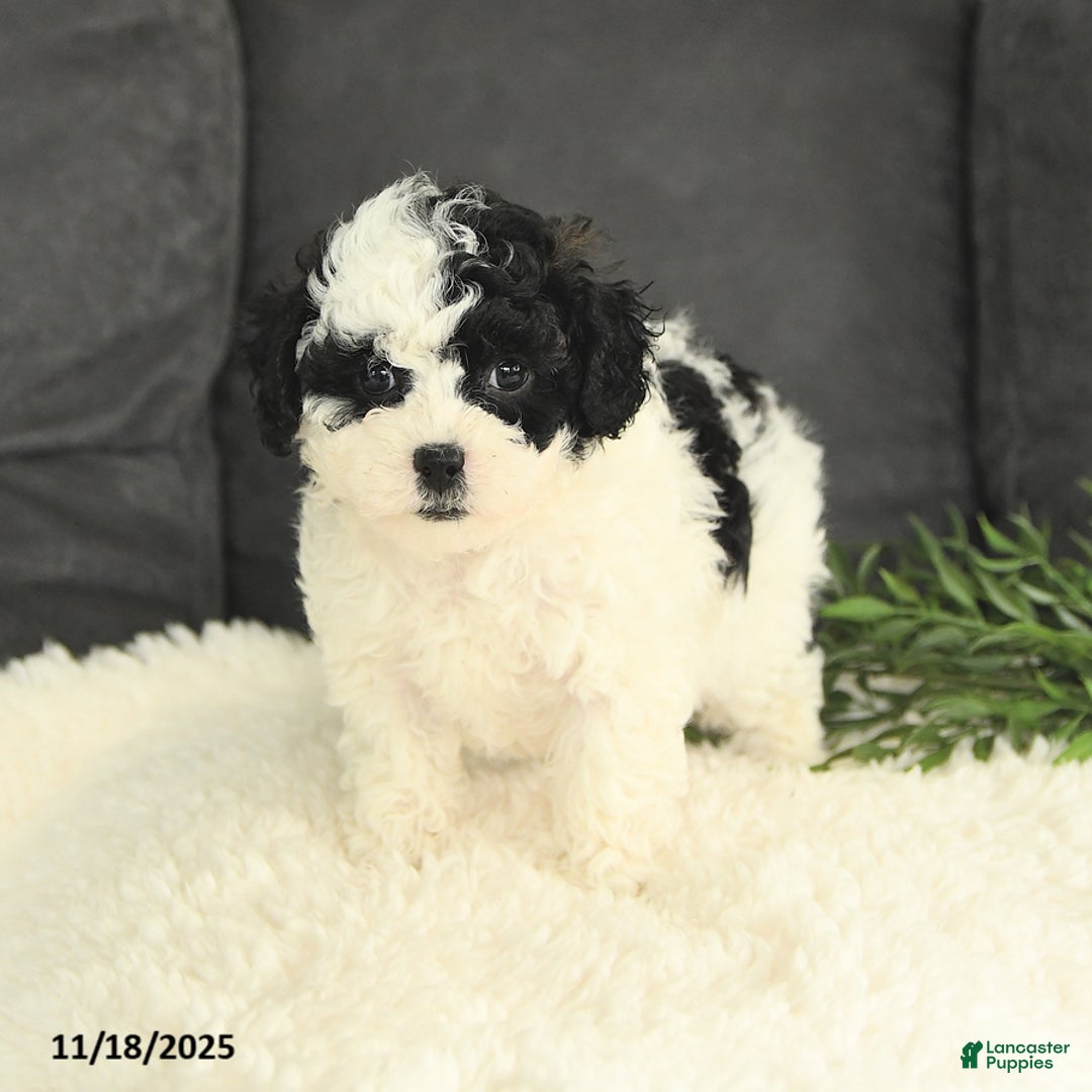 Mixed Breed dogs for sale: Muffin - Ad 4