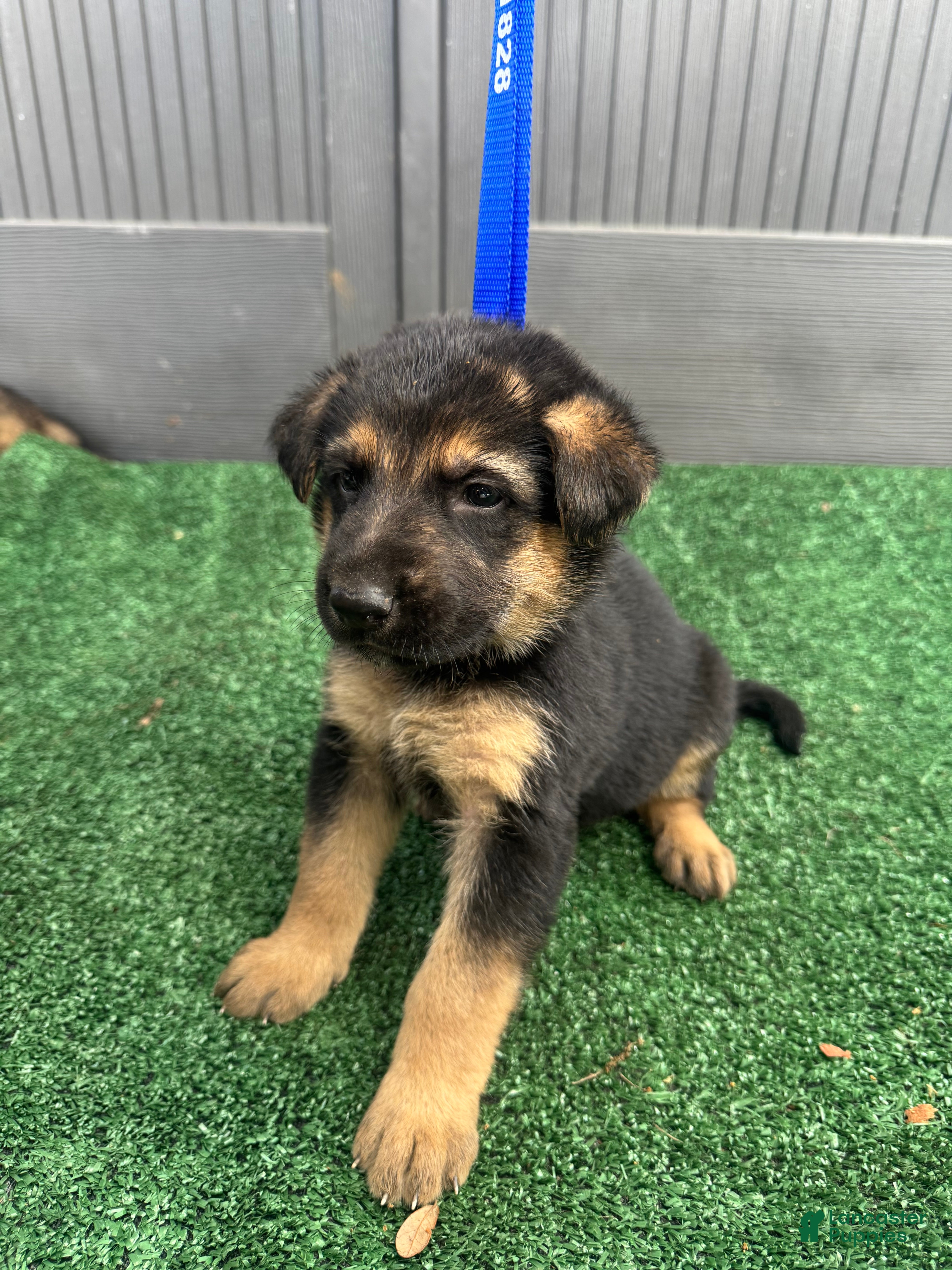 German Shepherd dogs German Shepherd baby blue  - Ad 1