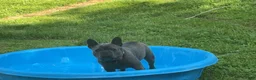 French Bulldog dogs for sale: French Bulldog 6 - Ad 2