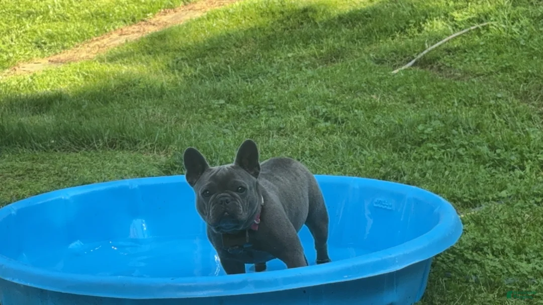 French Bulldog dogs for sale: French Bulldog 6 - Ad 2