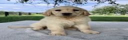 Golden Retriever dogs for sale: Grace - Ad 4