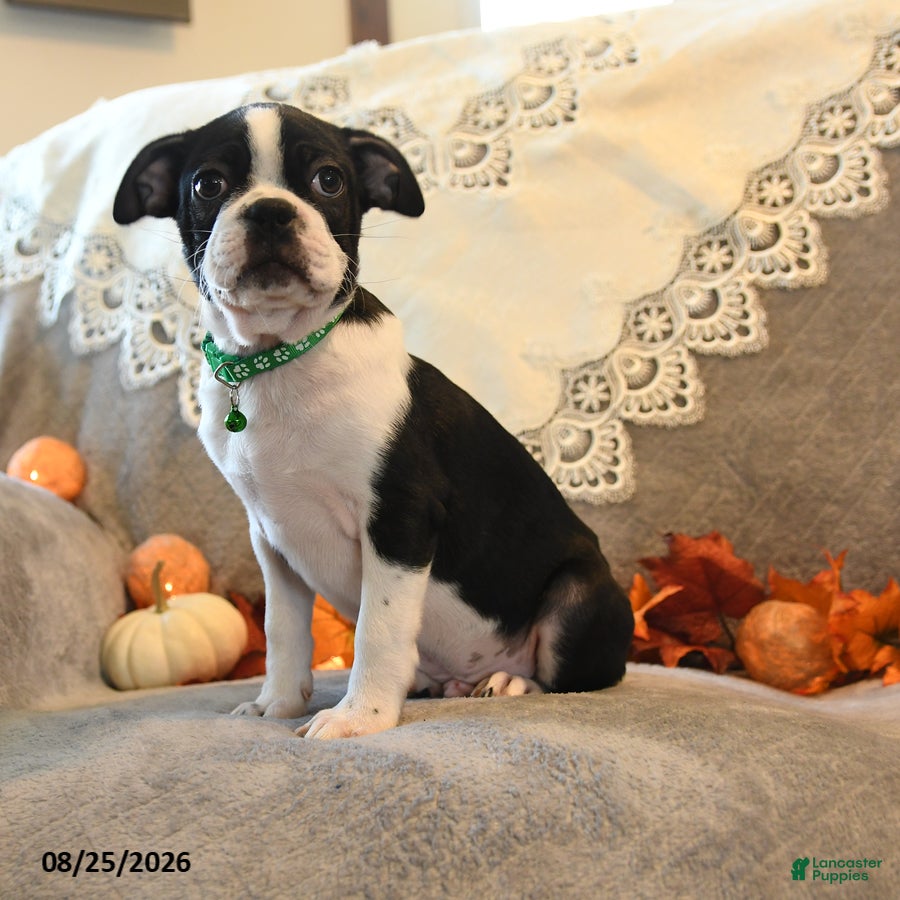 Boston Terrier dogs Tucker - Ad 1