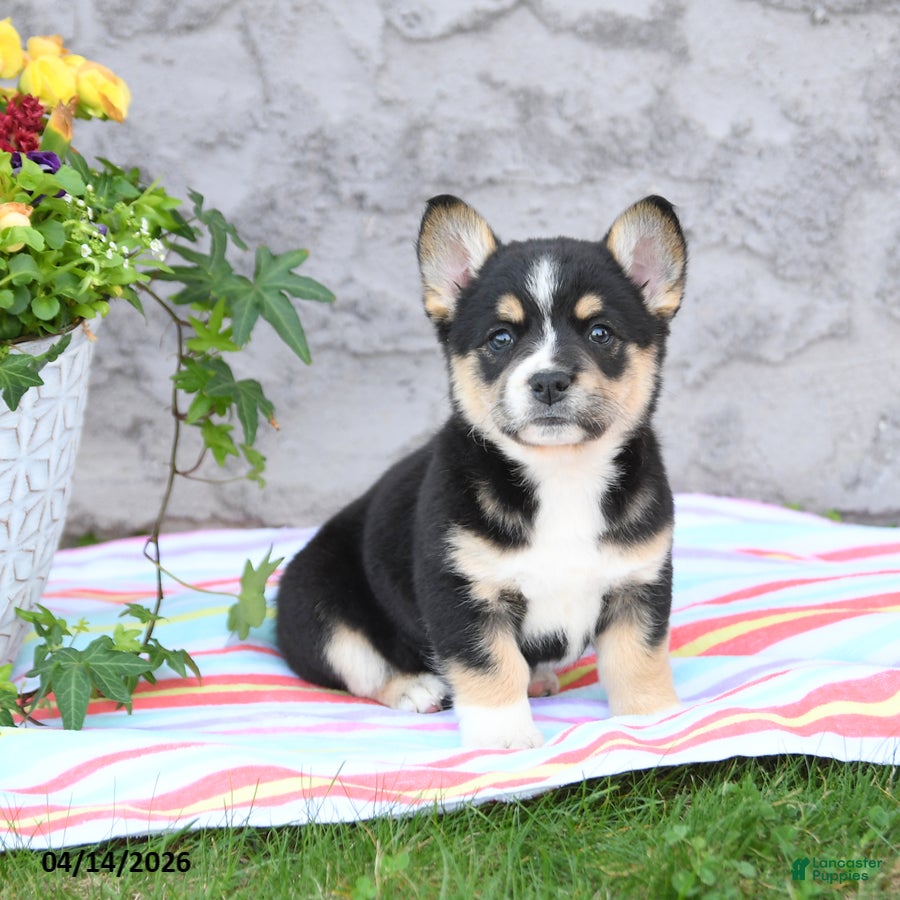 Mixed Breed dogs Lucy - Ad 1