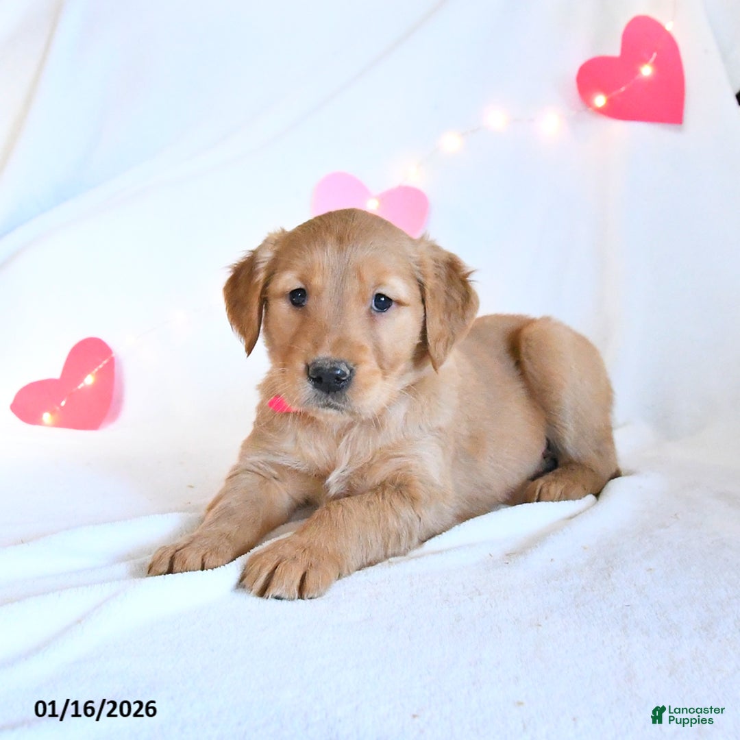 Golden Retriever dogs for sale: Muffin - Ad 5