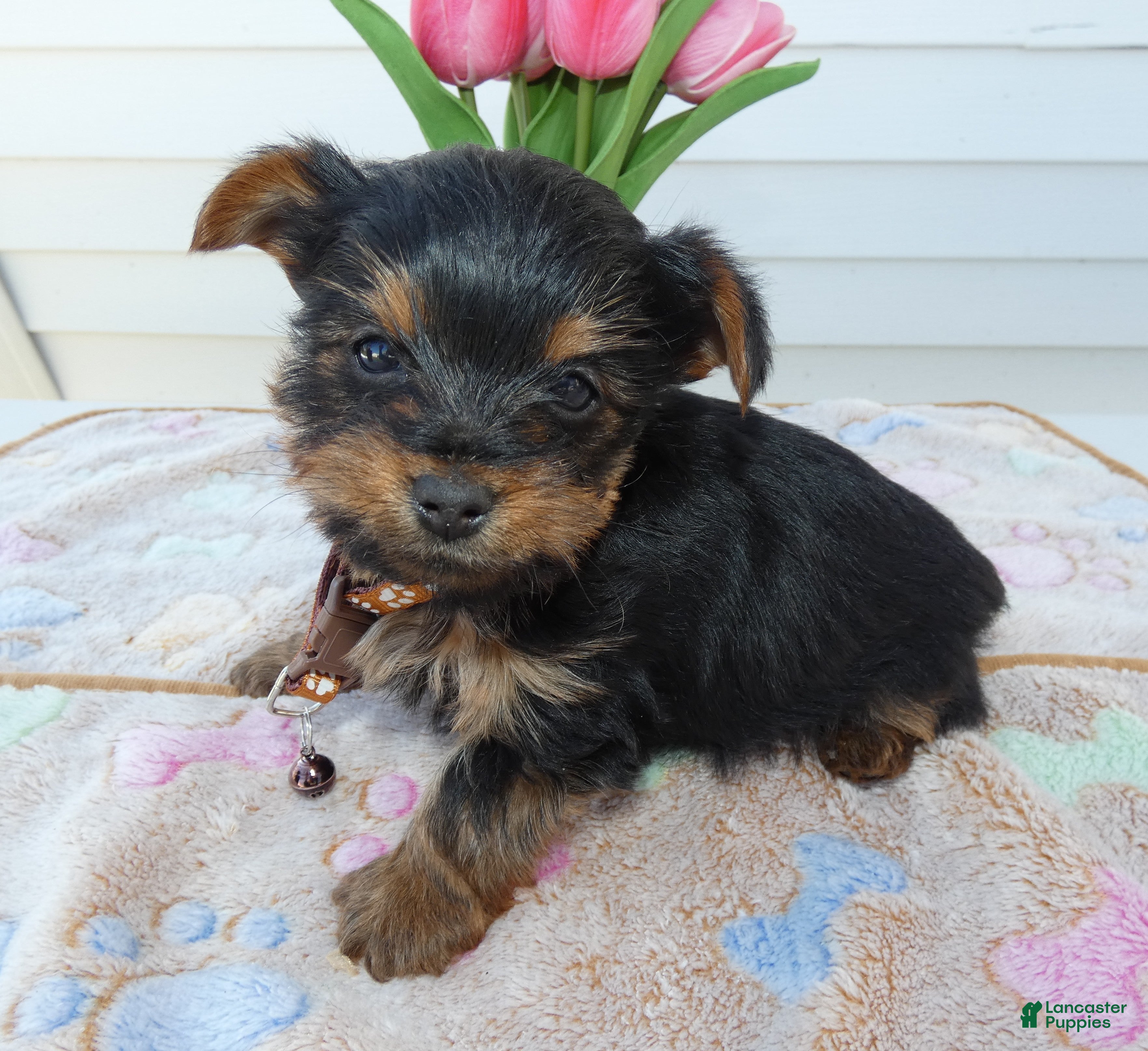 Yorkshire Terrier dogs Yorkshire Terrier Puppy 2 Toby - Ad 34