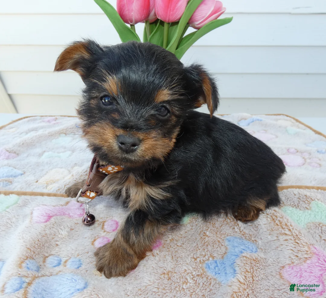 Yorkshire Terrier dogs for sale: Yorkshire Terrier Puppy 2 Toby - Ad 1
